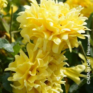 ©SUNFLOR - Primavera